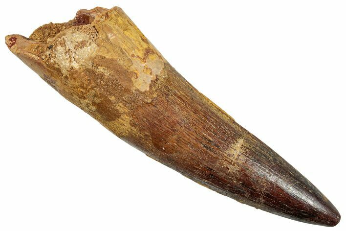 Fossil Spinosaurus Tooth - Huge Dinosaur Tooth #254848